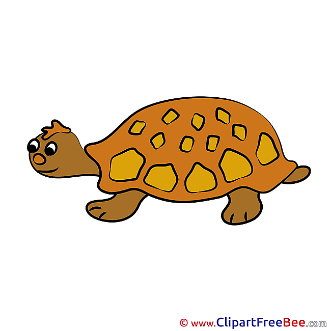 Turtle Images download free Cliparts