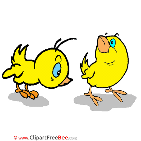 Drawing Chickens Clipart free Image download