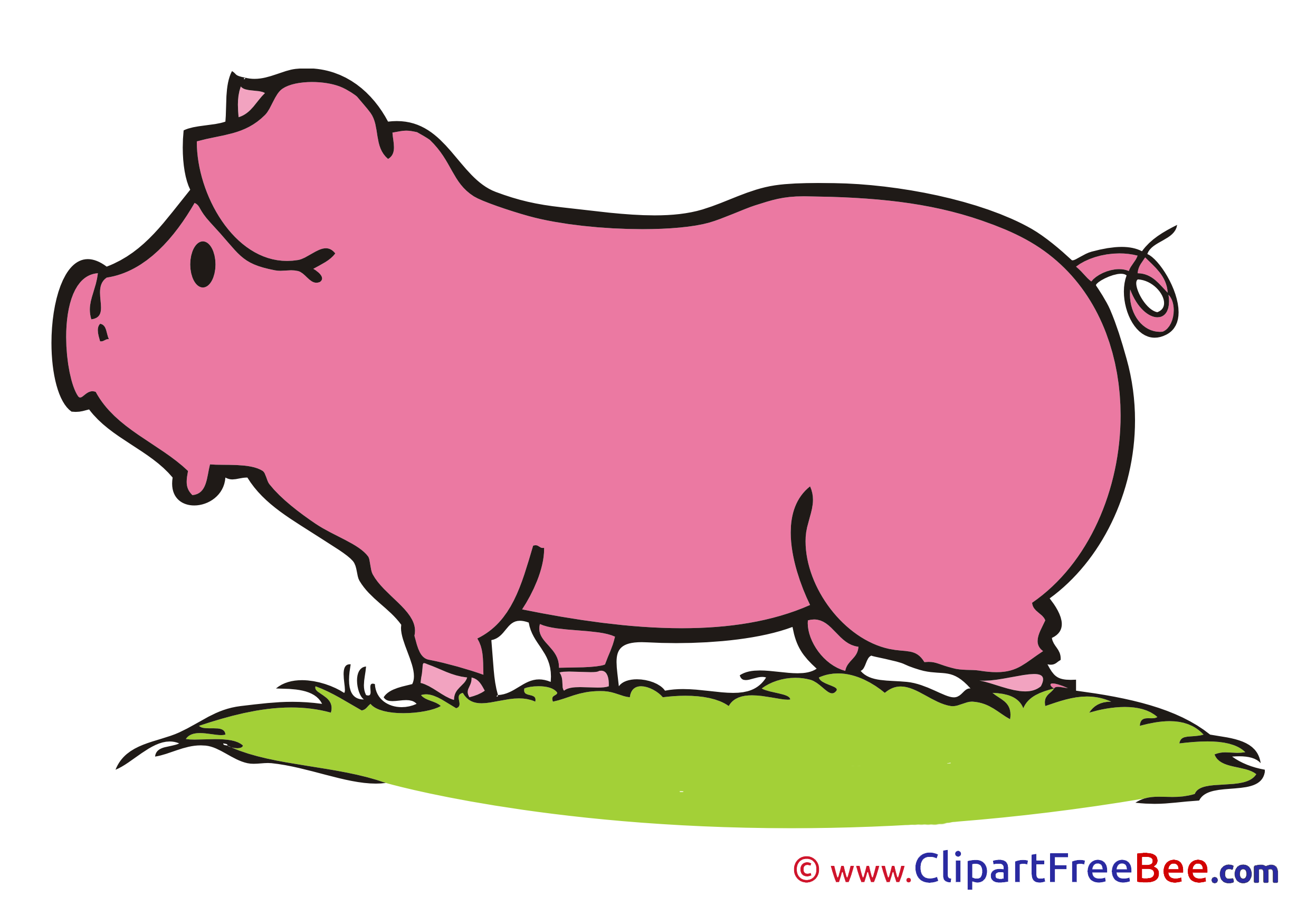 Pig Grass Pics free Illustration
