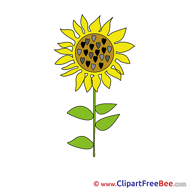 Sunflower free Illustration download