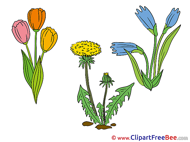 Bloom Flowers download Illustration