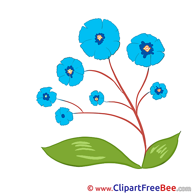 Blue Flowers Pics Illustration