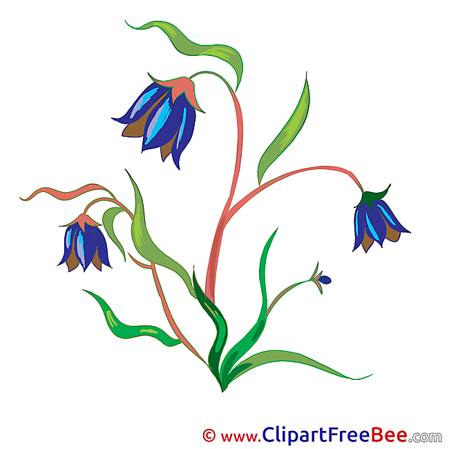 Bluebell Flowers Illustrations for free