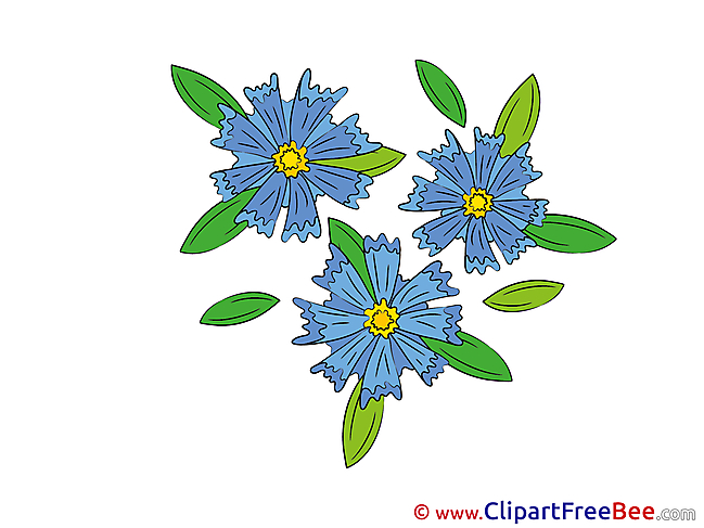 Cornflower download Flowers Illustrations