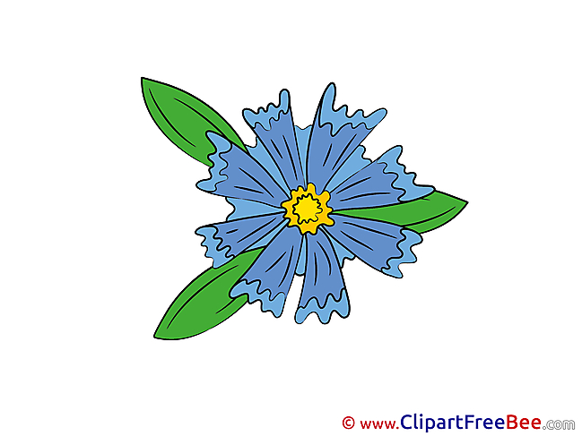 Cornflower Flowers free Images download
