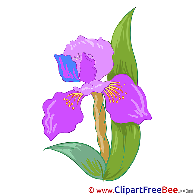 Iris Flowers free Images download