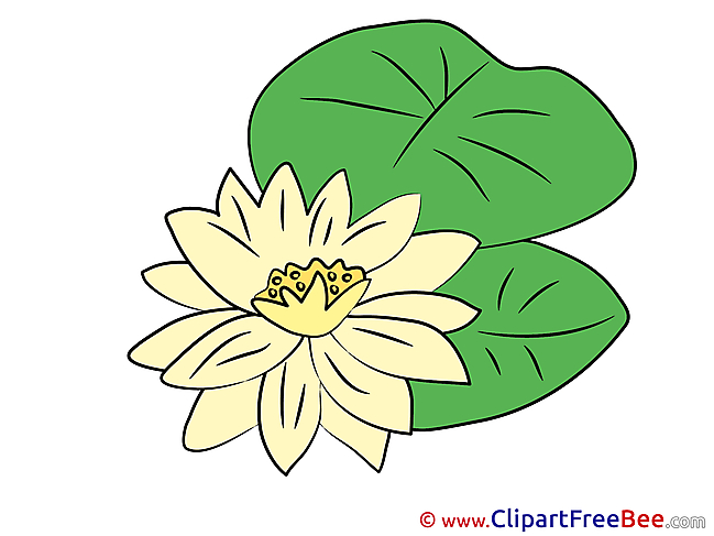 Nenuphar free Illustration Flowers
