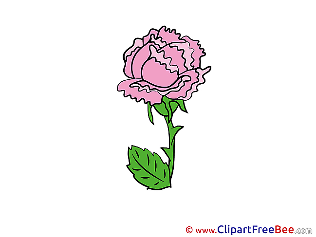 Poppy Flowers Illustrations for free