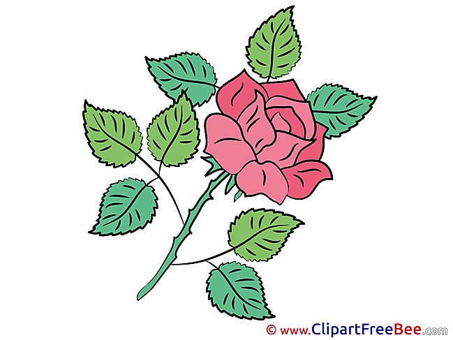 Rose download Flowers Illustrations