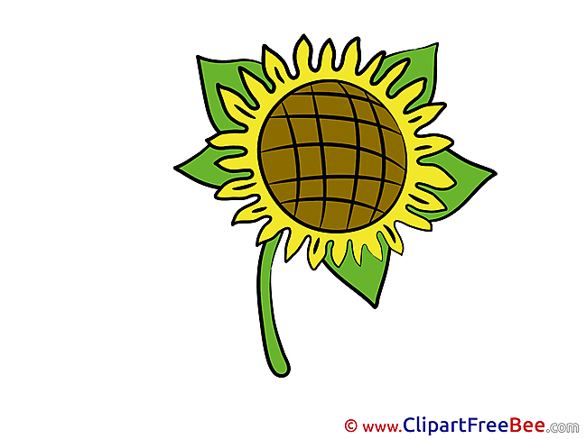 Sunflower Flowers Illustrations for free