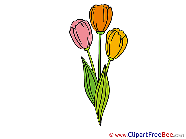 Tulips free Cliparts Flowers