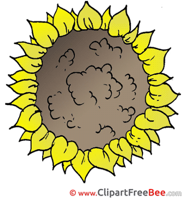 Sunflower Images download free Cliparts