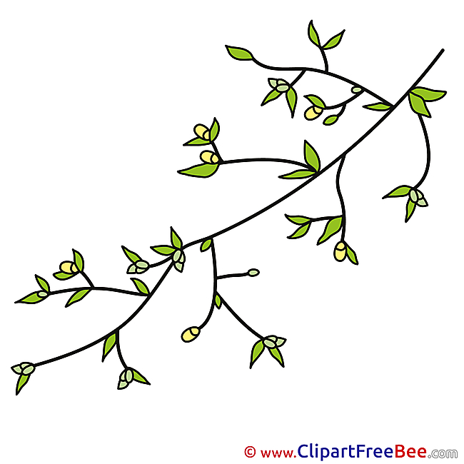 Buds Spring Branch Pics download Illustration