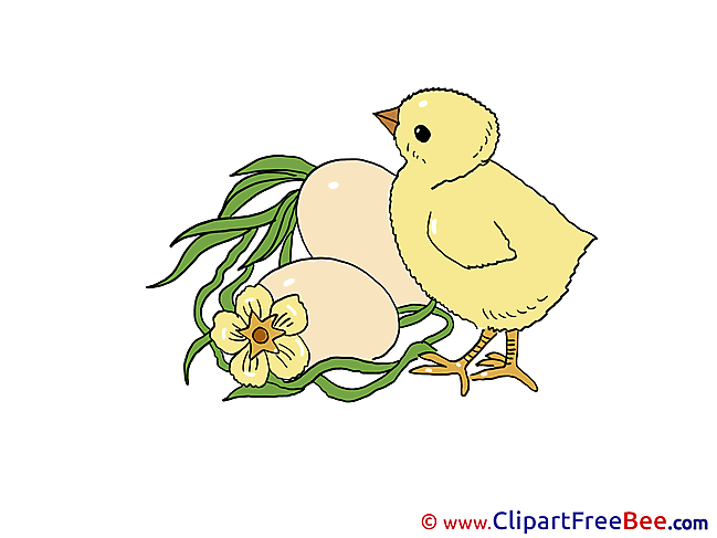 Eggs Chicken Clipart free Illustrations