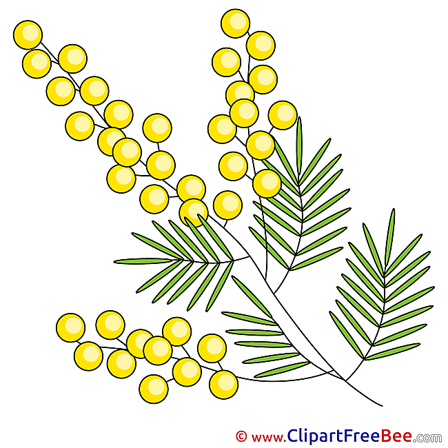 Mimosa Clip Art download for free