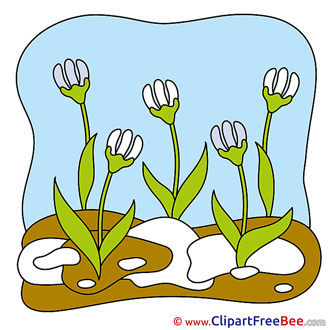Snowdrops Spring download Clip Art for free
