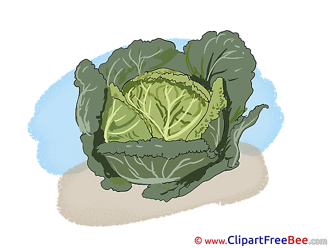 Cabbage free Illustration download