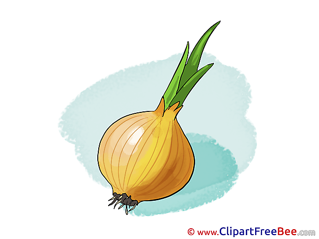 Image Onion free printable Cliparts and Images