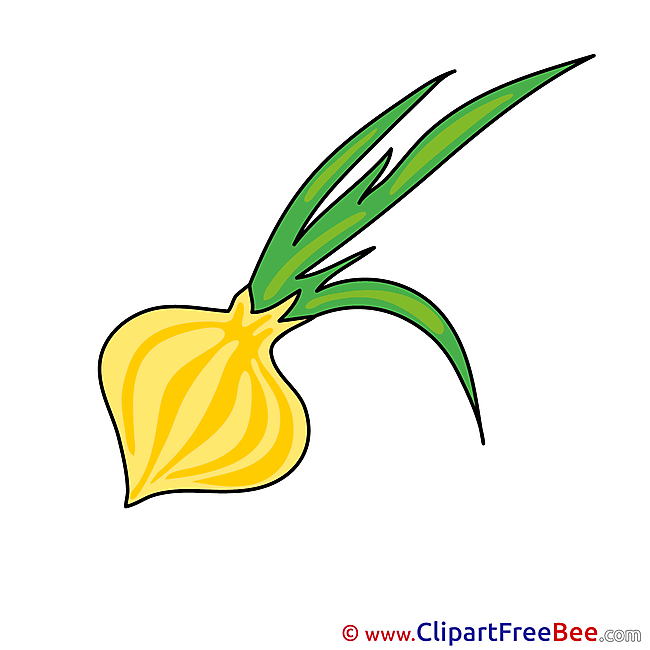Onion free printable Cliparts and Images