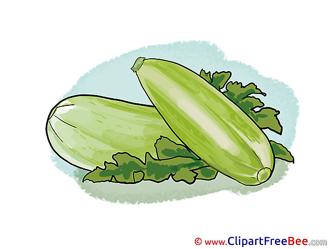 Zucchini free Cliparts for download