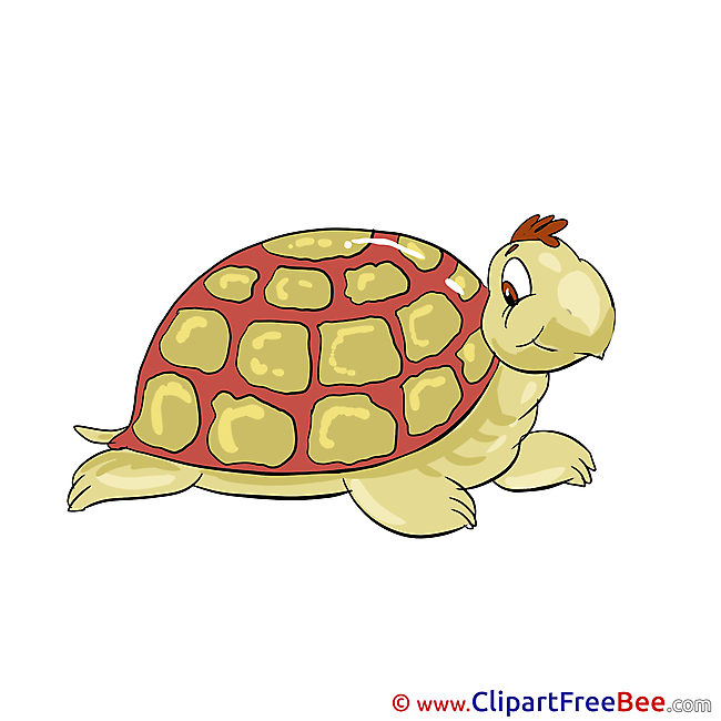 Turtle Clipart free Image download