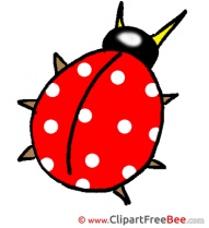 Ladybug free Illustration download