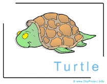 Turtle Clip Art Image free - Animals Clip Art Images free