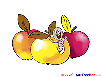Apples download Clipart Autumn Cliparts