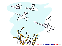 Gooses free Cliparts Autumn
