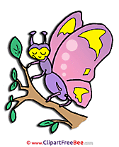 Butterfly Pics Easter free Image