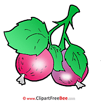 Berries Clipart free Illustrations