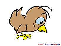 Chick Bird free Illustration download