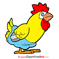 Chicken Images download free Cliparts