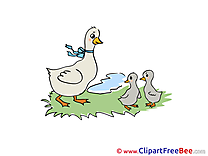 Ducks Family printable Illustrations for free