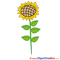 Flower Sunflower Cliparts printable for free