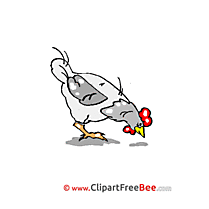 Image Chicken Pics download Illustration