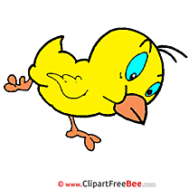 Little Chicken Clipart free Illustrations