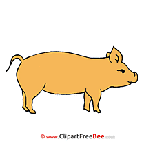 Pig Clipart free Illustrations