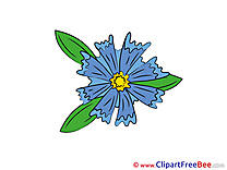 Cornflower Flowers free Images download