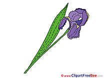 Iris Clipart Flowers Illustrations