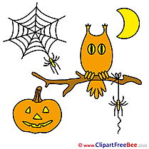 Holiday Owl Web Spider Moon Pics Halloween Illustration