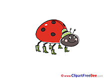 Ladybug free Cliparts for download