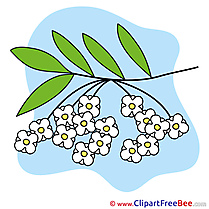 Drawing Branch Flowers free Illustration download