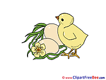Eggs Chicken Clipart free Illustrations