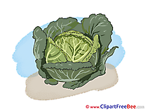 Cabbage free Illustration download