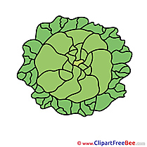 Cabbage printable Images for download