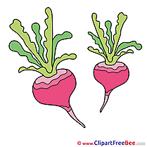 Illustration Radish free printable Cliparts and Images