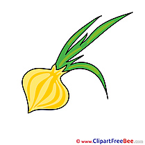Onion free printable Cliparts and Images