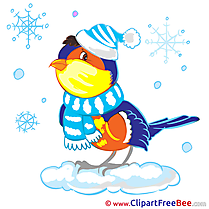 Bullfinch Cliparts Winter for free