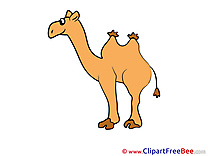 Camel download Clip Art for free